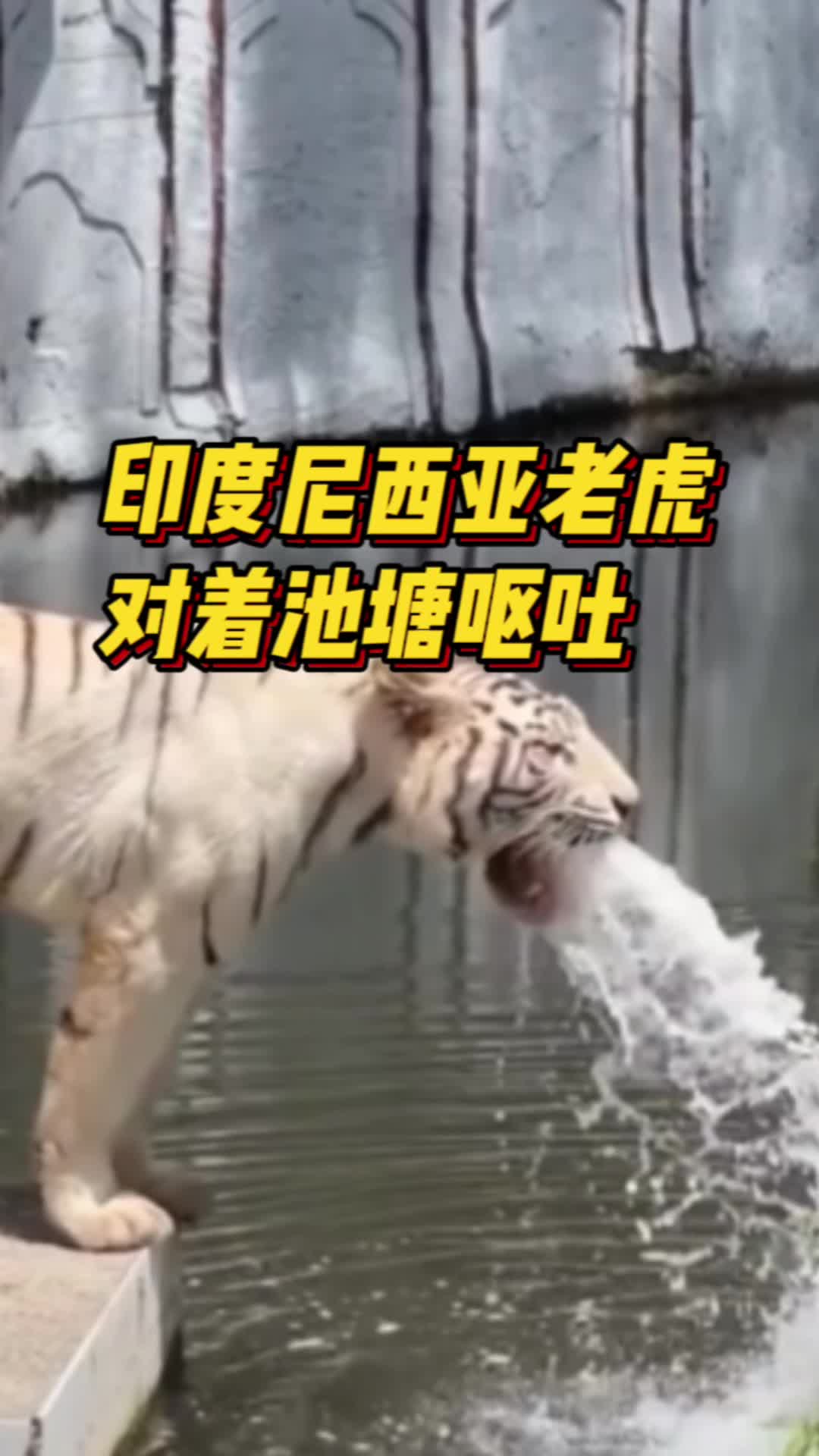 动物园一老虎对着池塘呕吐
