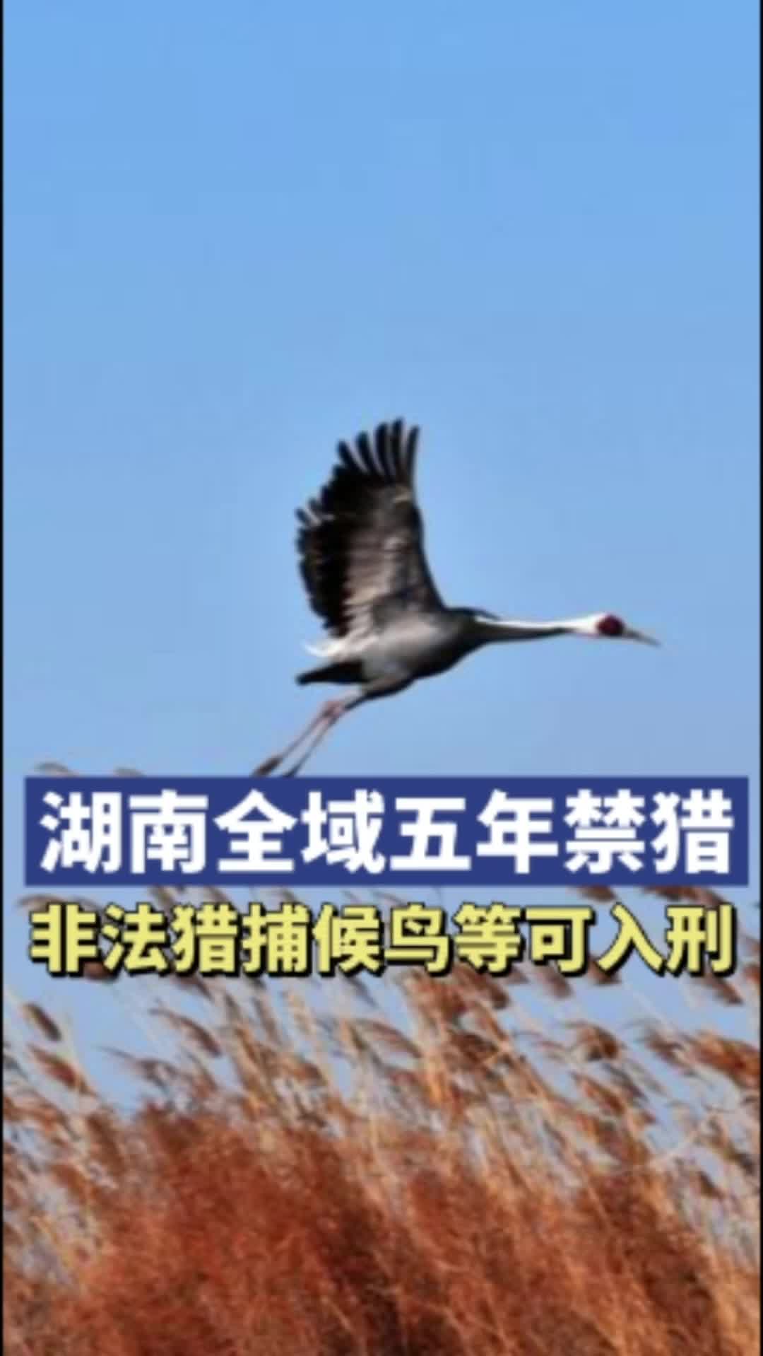 湖南全域五年禁猎，非法猎捕候鸟等可入刑