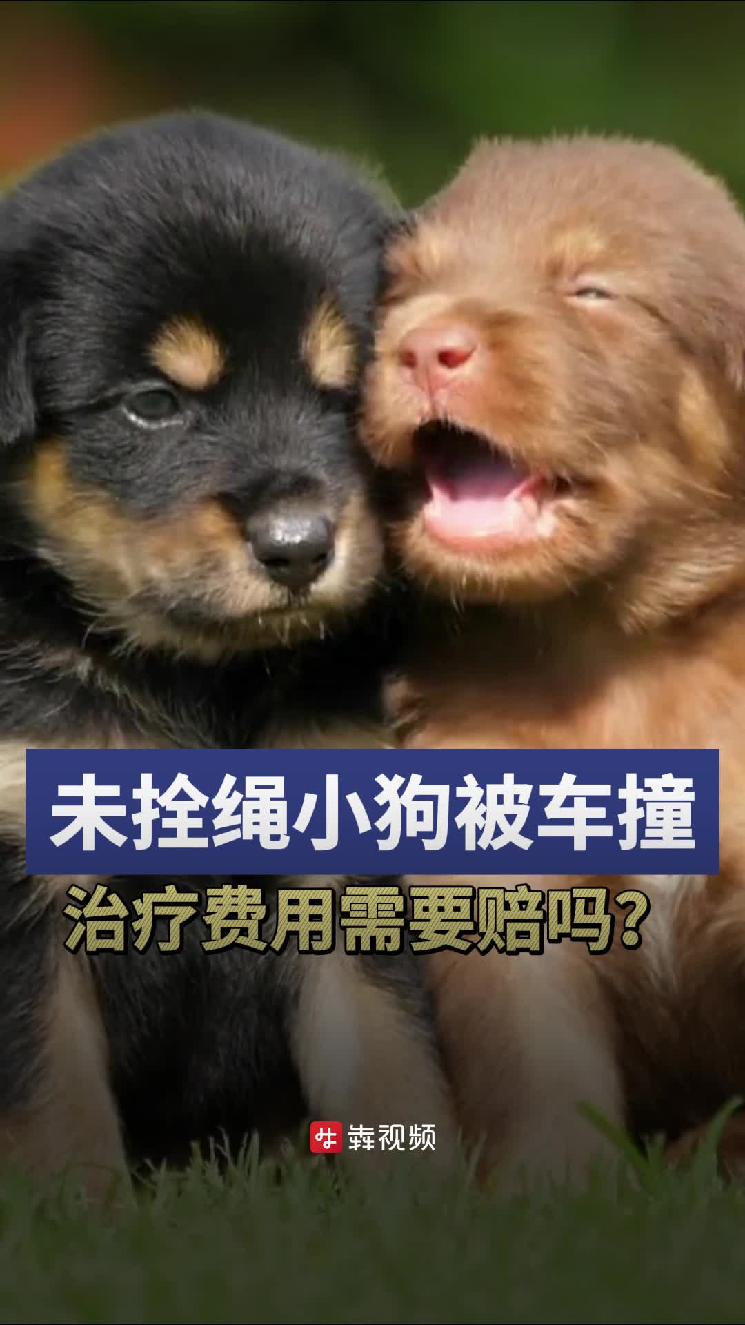 未拴绳的宠物犬被车撞，1.7万元治疗费司机要赔吗