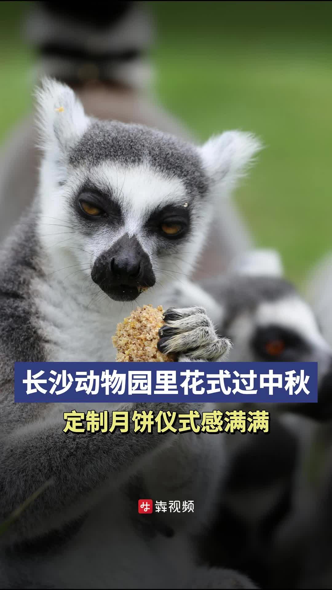 长沙动物园里花式过中秋，定制月饼仪式感满满