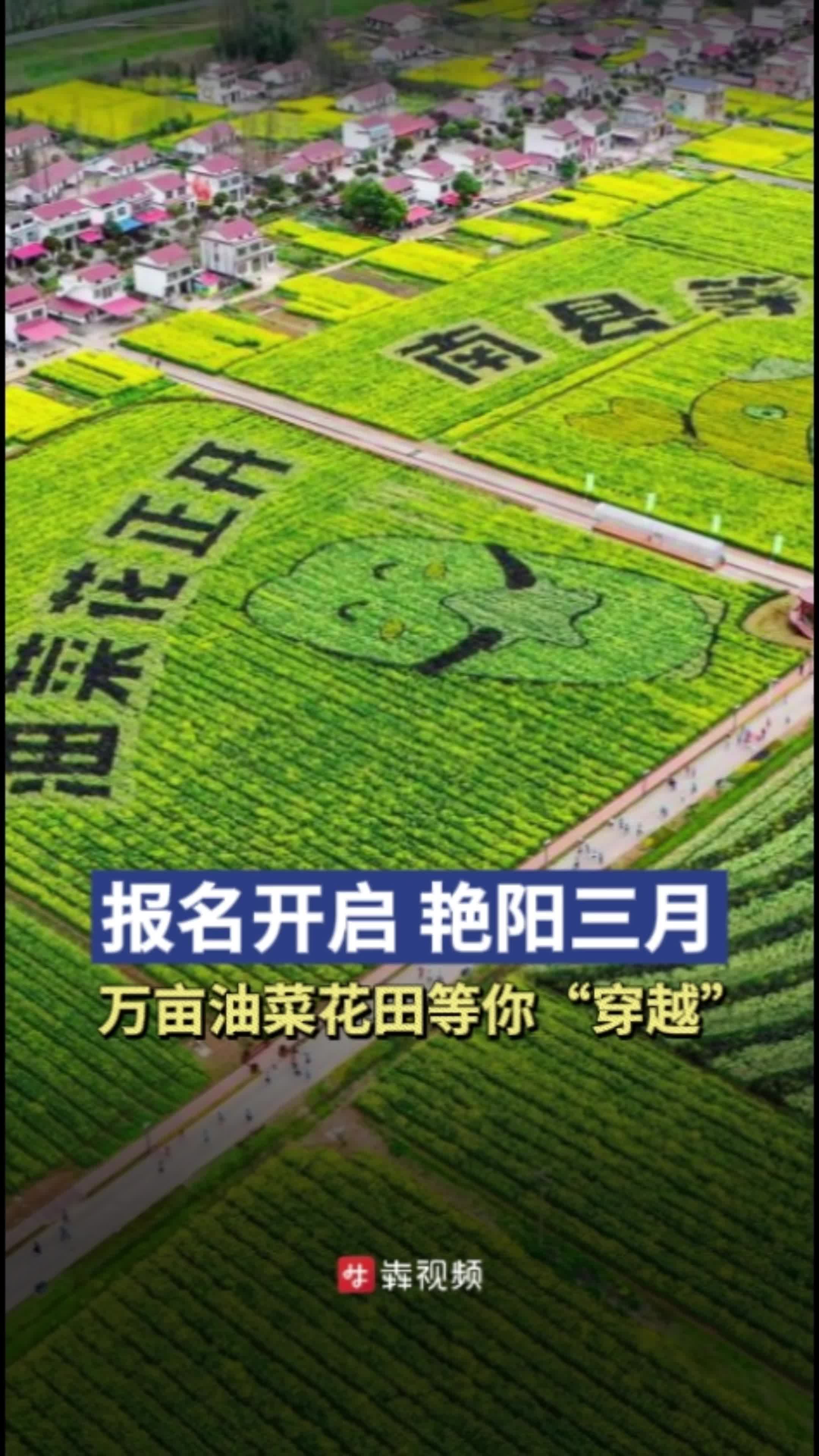 报名开启！艳阳三月，去益阳南县跑半马赏罗文花海