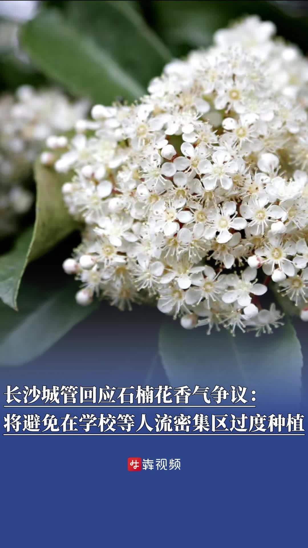 香气 长沙城管回应石楠花香气争议：未来会避免在居民区等人流密集区过度种植-华声在线