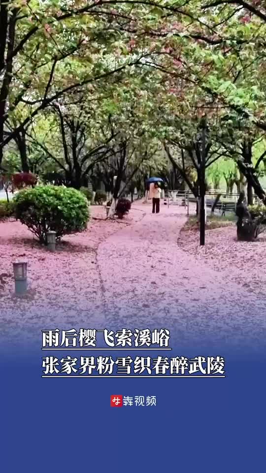 雨后樱飞索溪峪，张家界粉雪织春醉武陵
