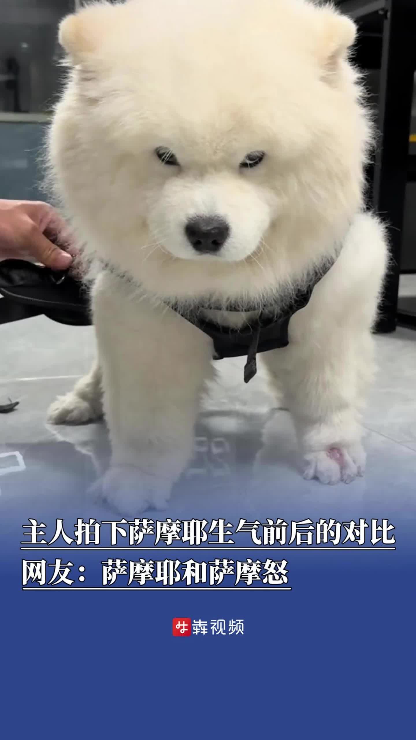 萌寵治愈局 | 主人拍下薩摩耶生氣前后的對(duì)比，網(wǎng)友：薩摩耶和薩摩怒