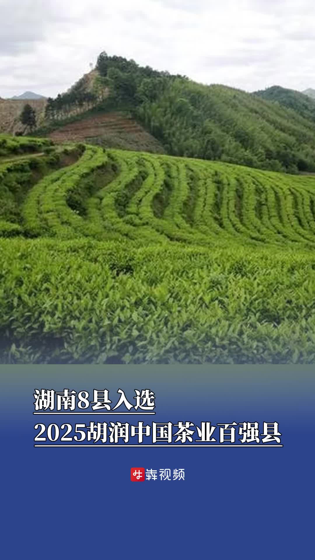湖南8县入选2025胡润中国茶业百强县