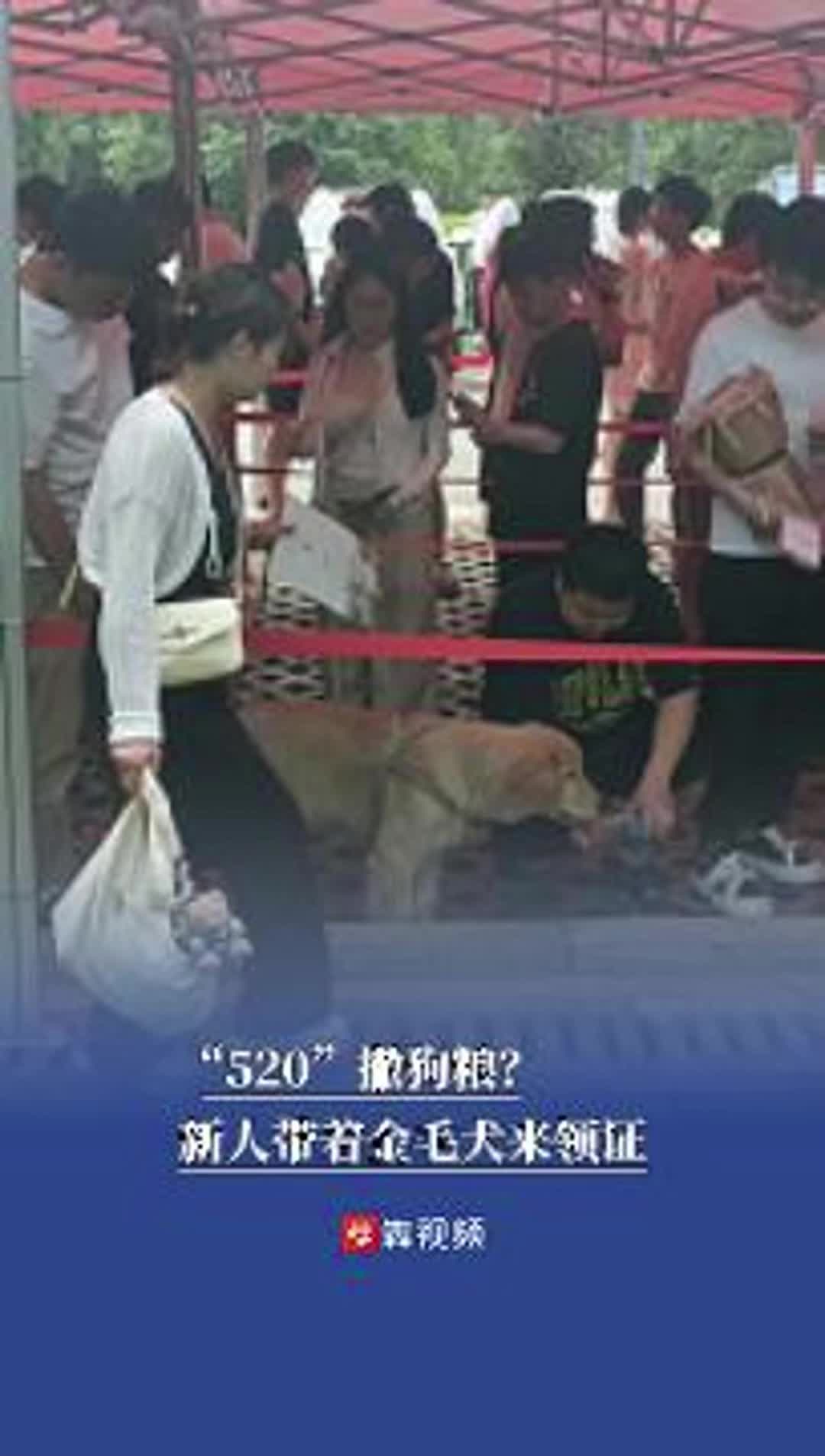 “520”撒狗粮？新人带着金毛犬领证见证幸福