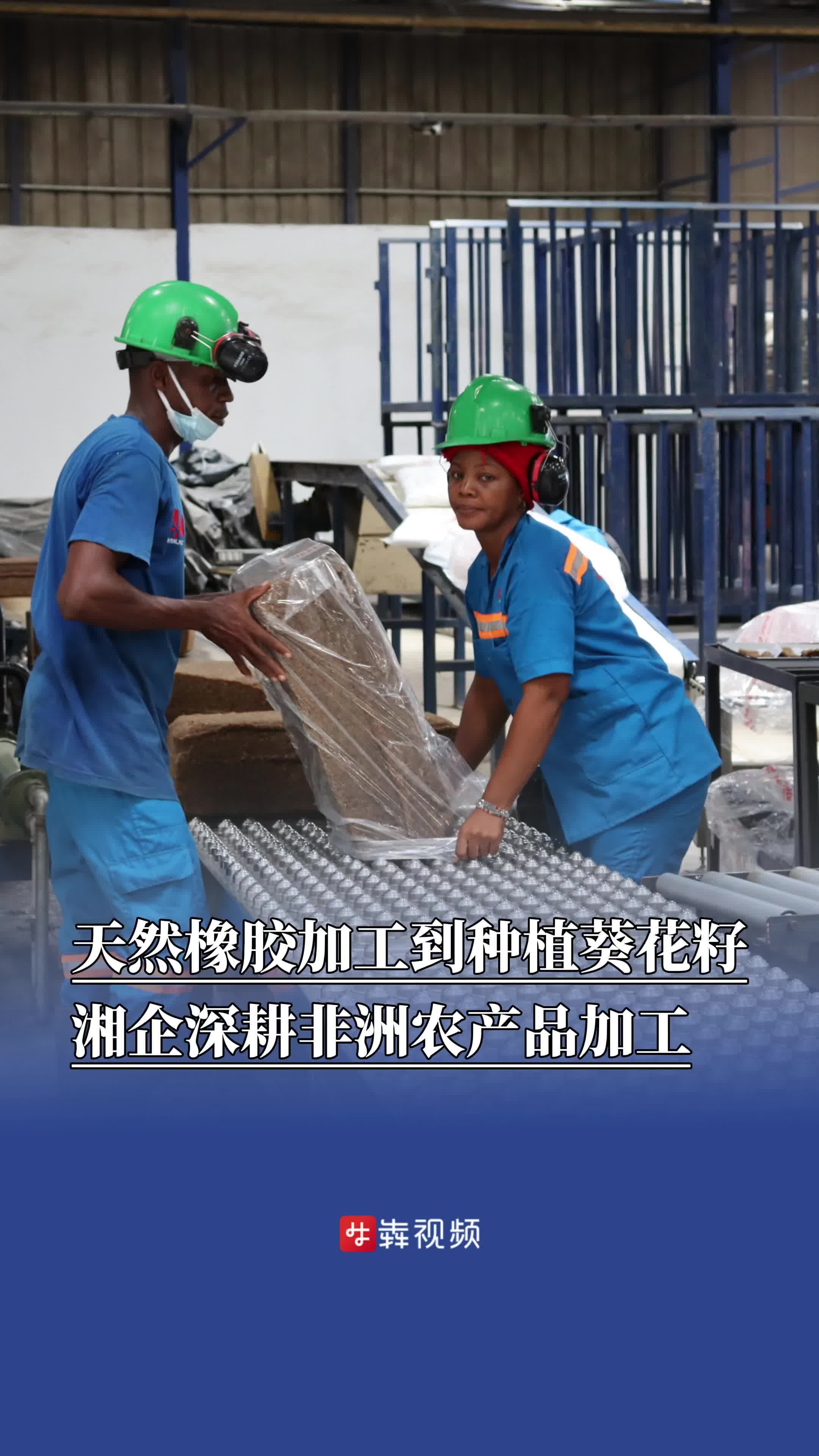 中非湘遇 | 天然橡胶加工到种植葵花籽，湘企深耕非洲农产品加工