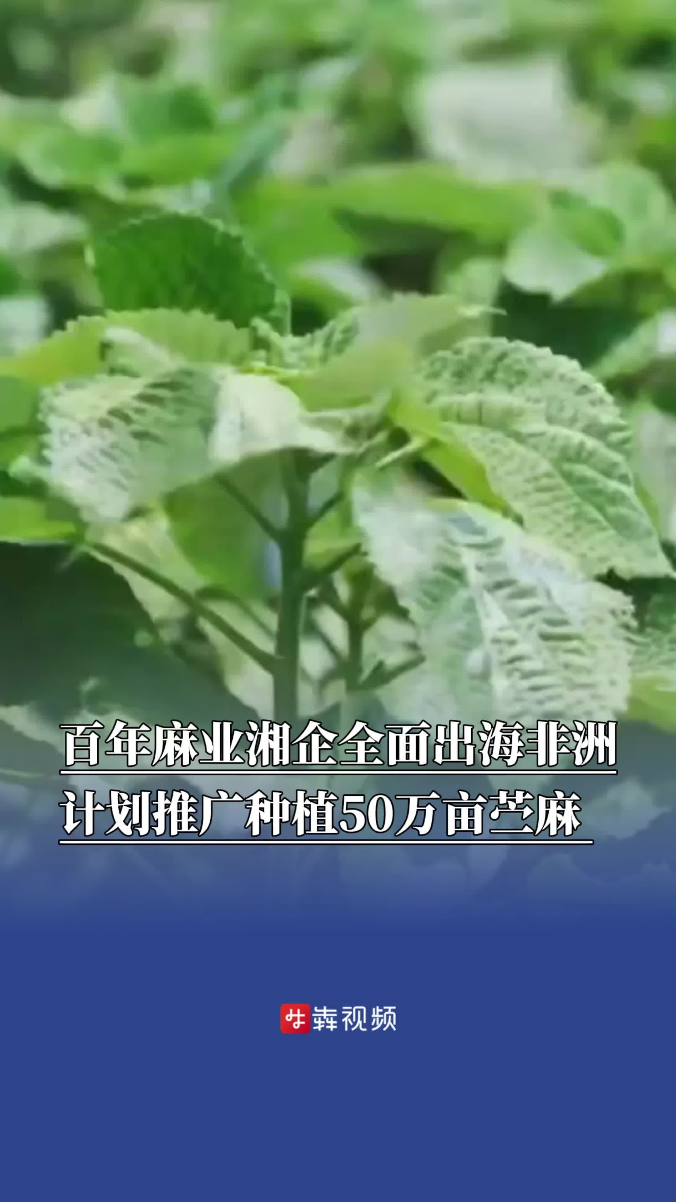 中非湘遇 | “这就是非洲流行花色！”百年麻业湘企全面出海非洲，计划推广种植50万亩苎麻 