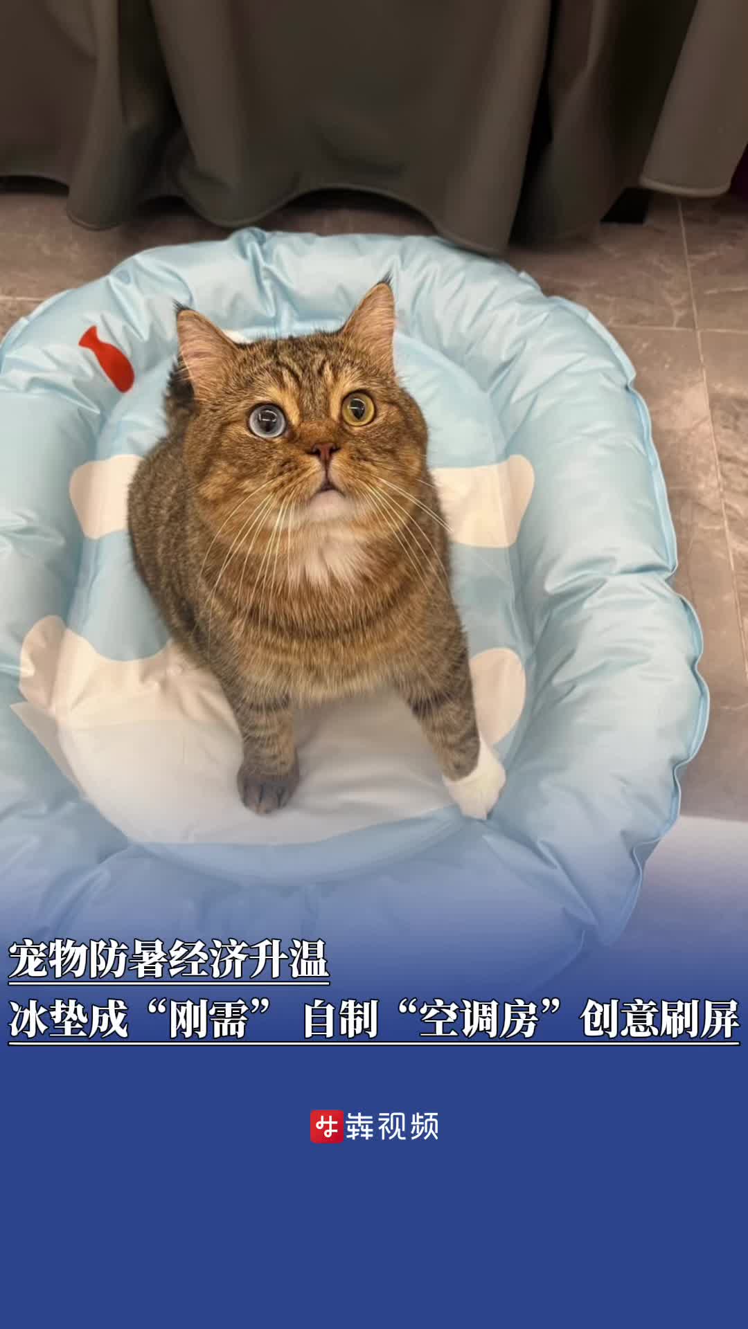 热浪|宠物防暑各有妙招，自制“空调房”创意刷屏