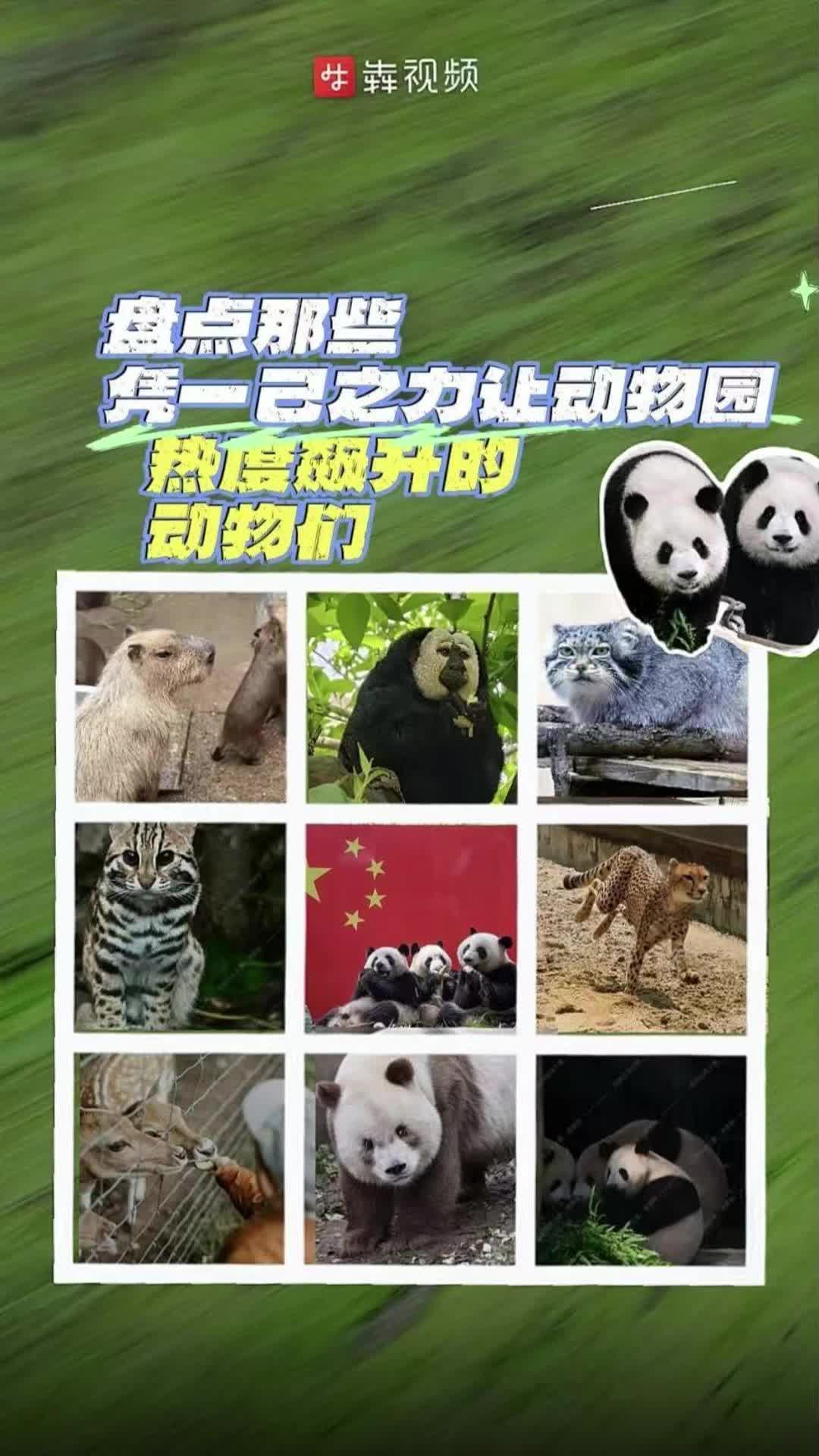 看看国内颇具人气的动物园里，它们如何成为流量担当