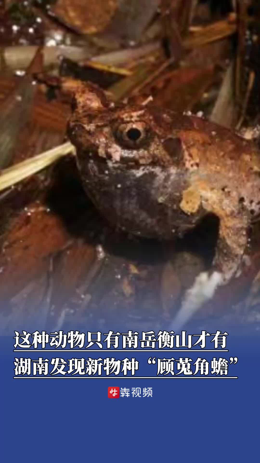 衡山发现蛙类新物种“顾莵角蟾”