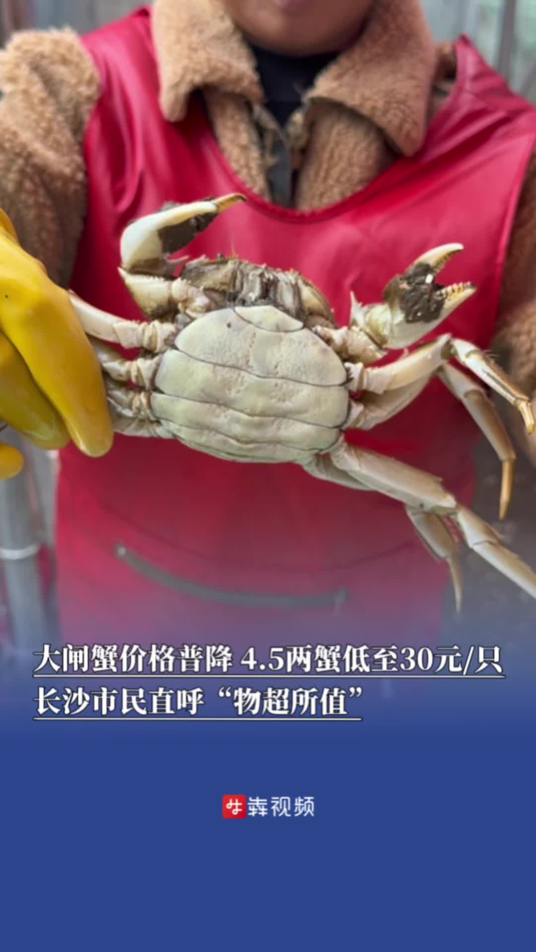 吃大闸蟹的“黄金季”来了，4.5两一只降到30元