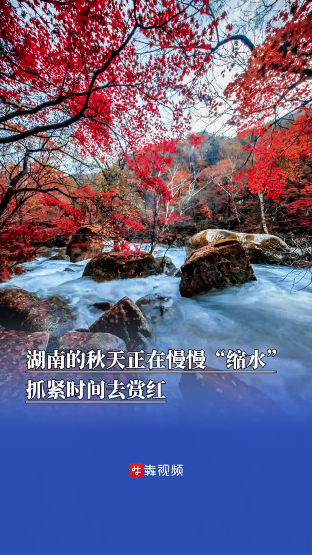 湖南秋天正在慢慢“缩水”!11月中旬前后将进入红叶最佳观赏期