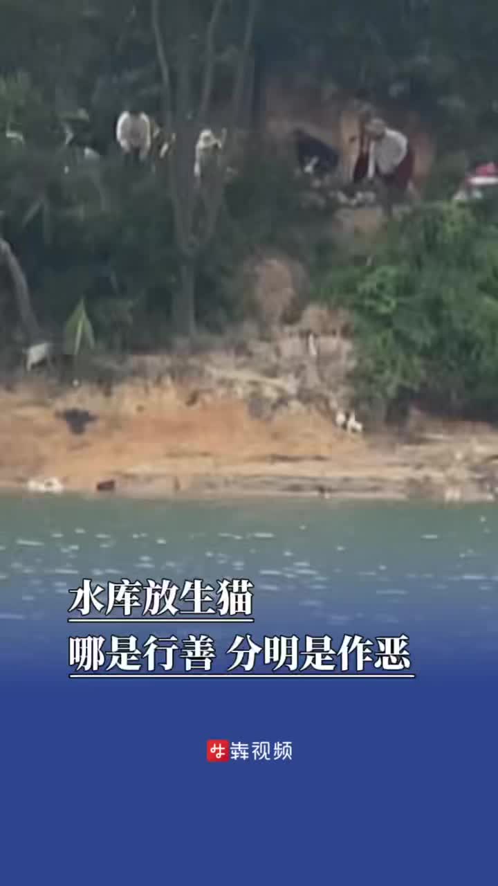 水库放生猫？这哪是行善，分明是作恶｜新闻犇一下