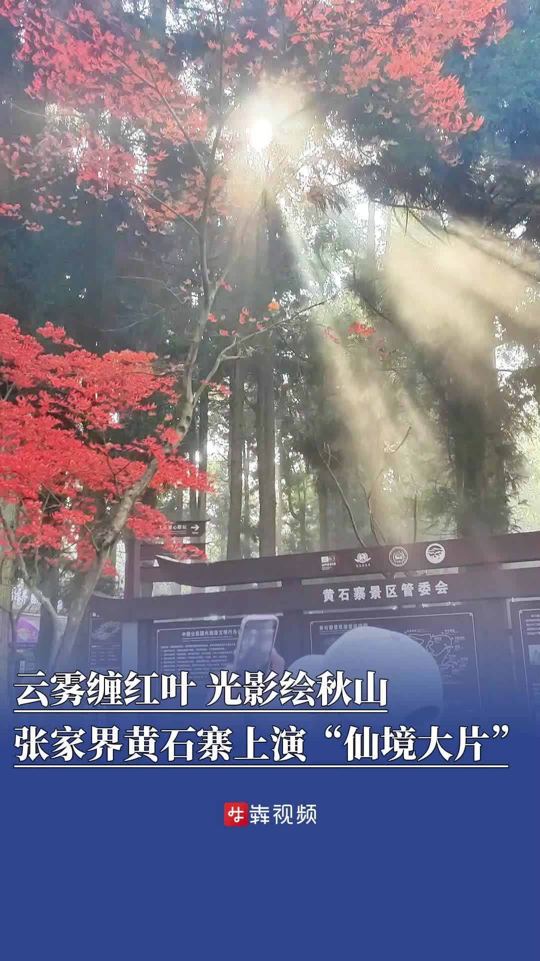 云雾缠红叶，光影绘秋山！张家界黄石寨上演“仙境大片”