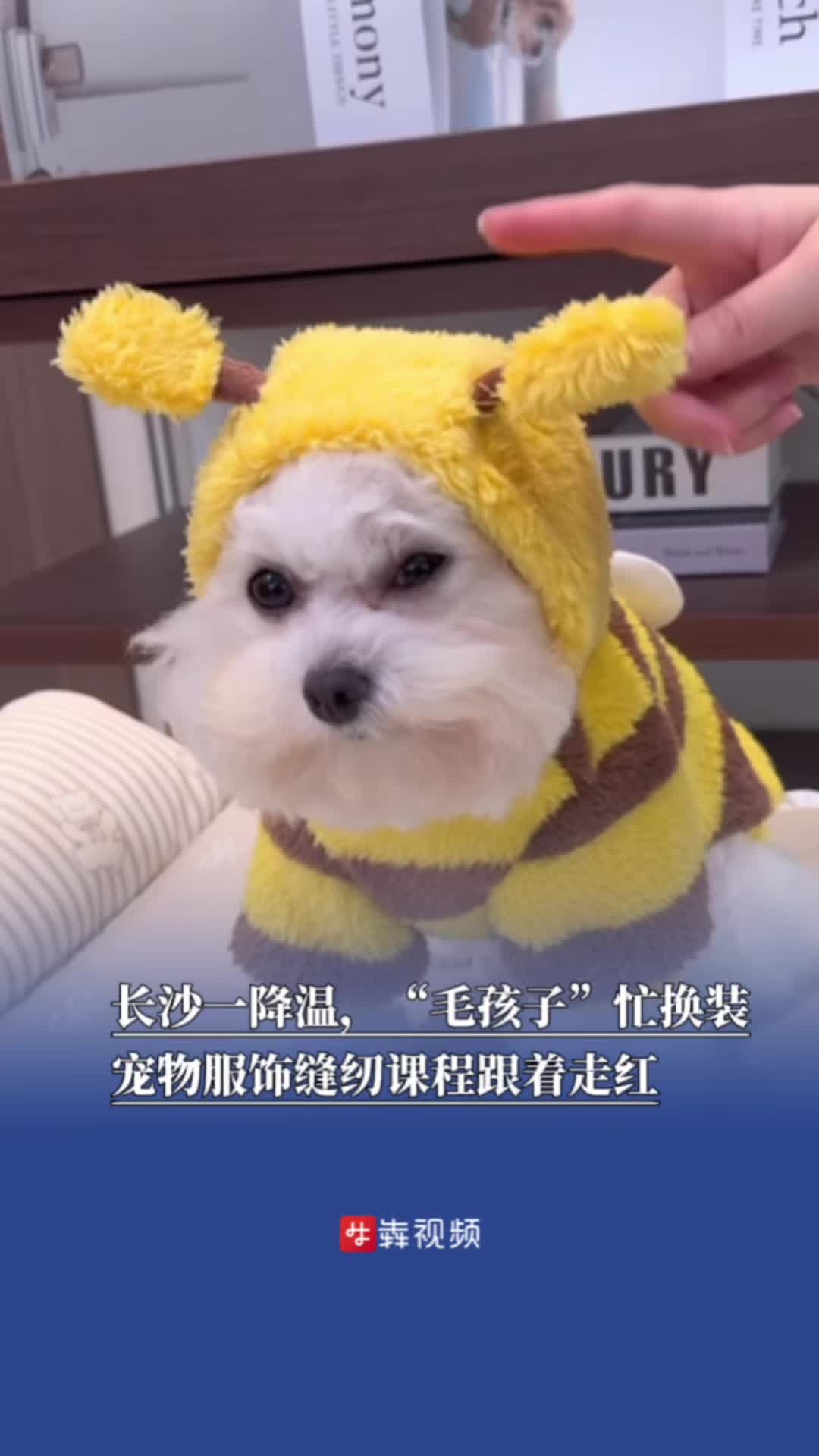 长沙一降温，“毛孩子”忙换装，宠物服饰缝纫课程跟着走红