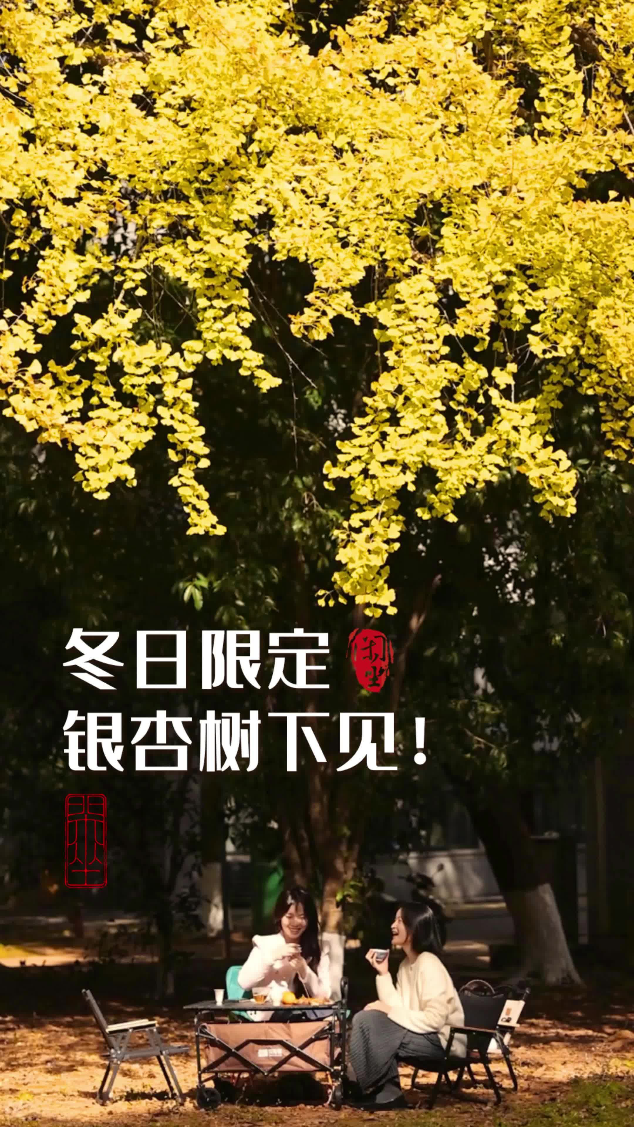 闲坐 | 冬日限定，银杏树下见！