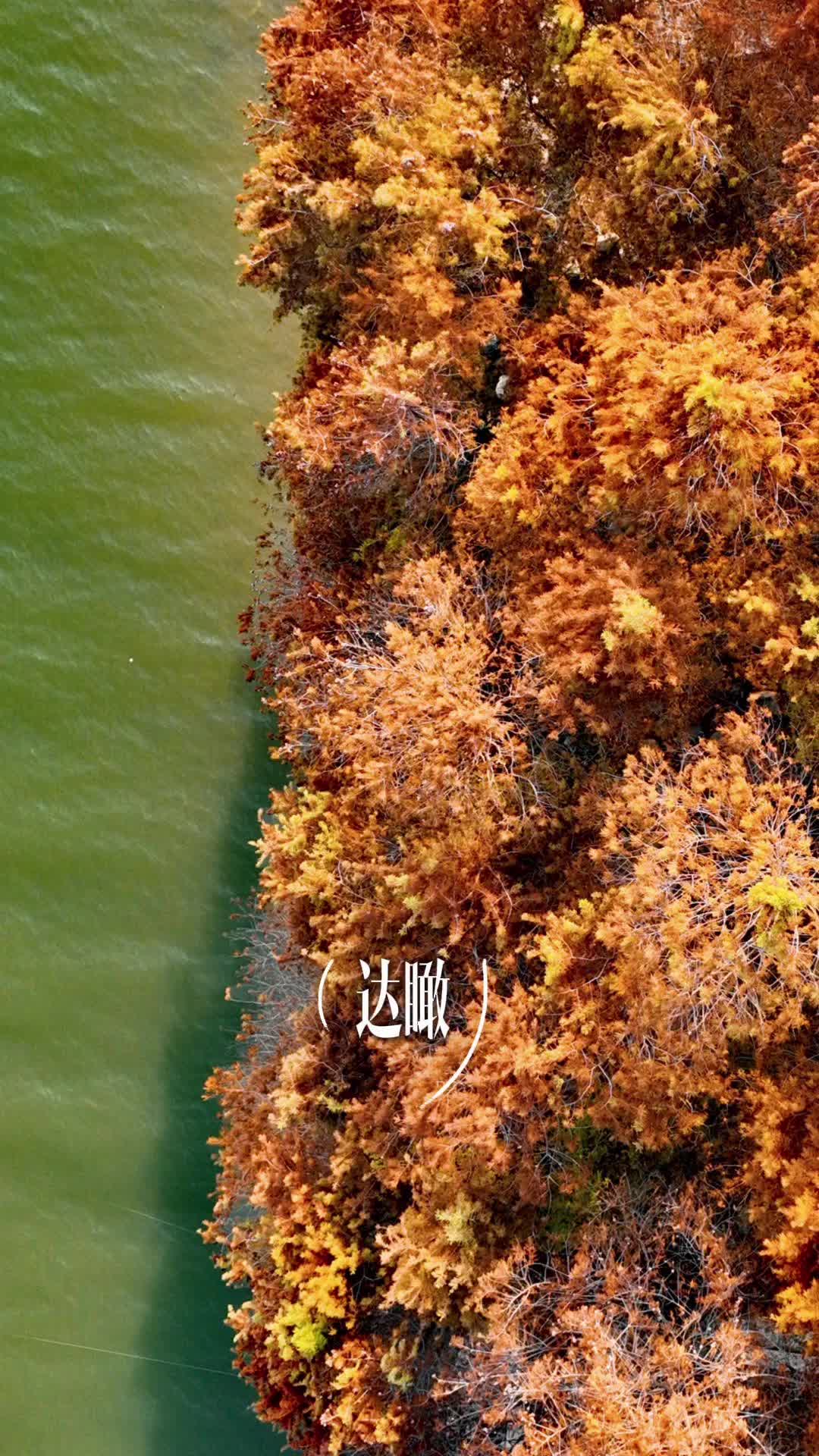 达瞰｜冬日水杉