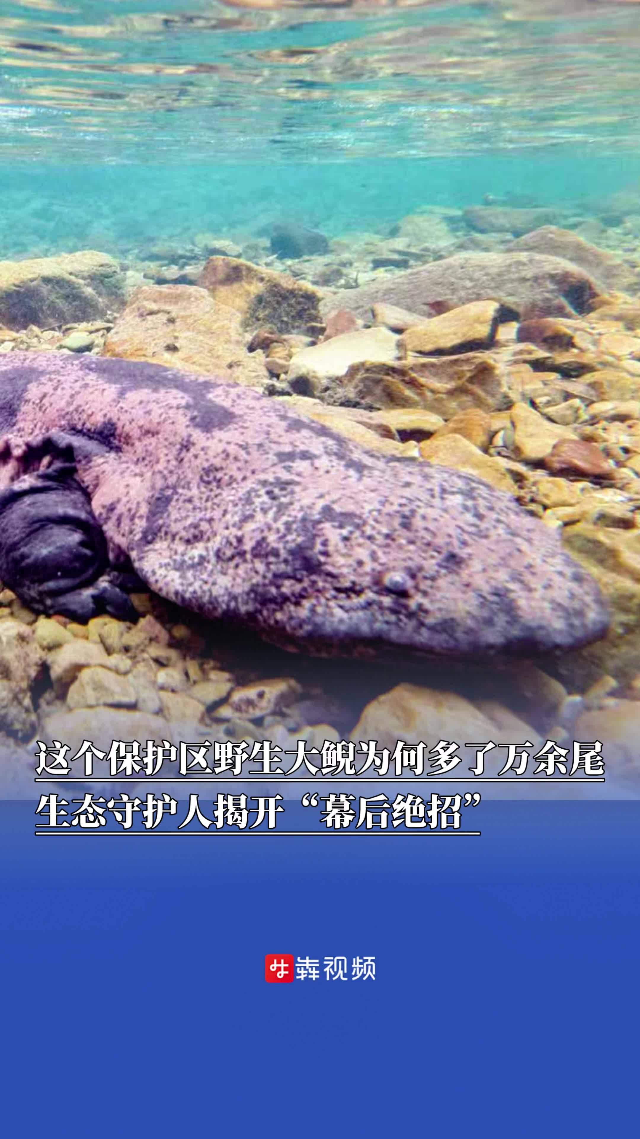 这个保护区野生大鲵为何多了万余尾？生态守护人揭开“幕后绝招”