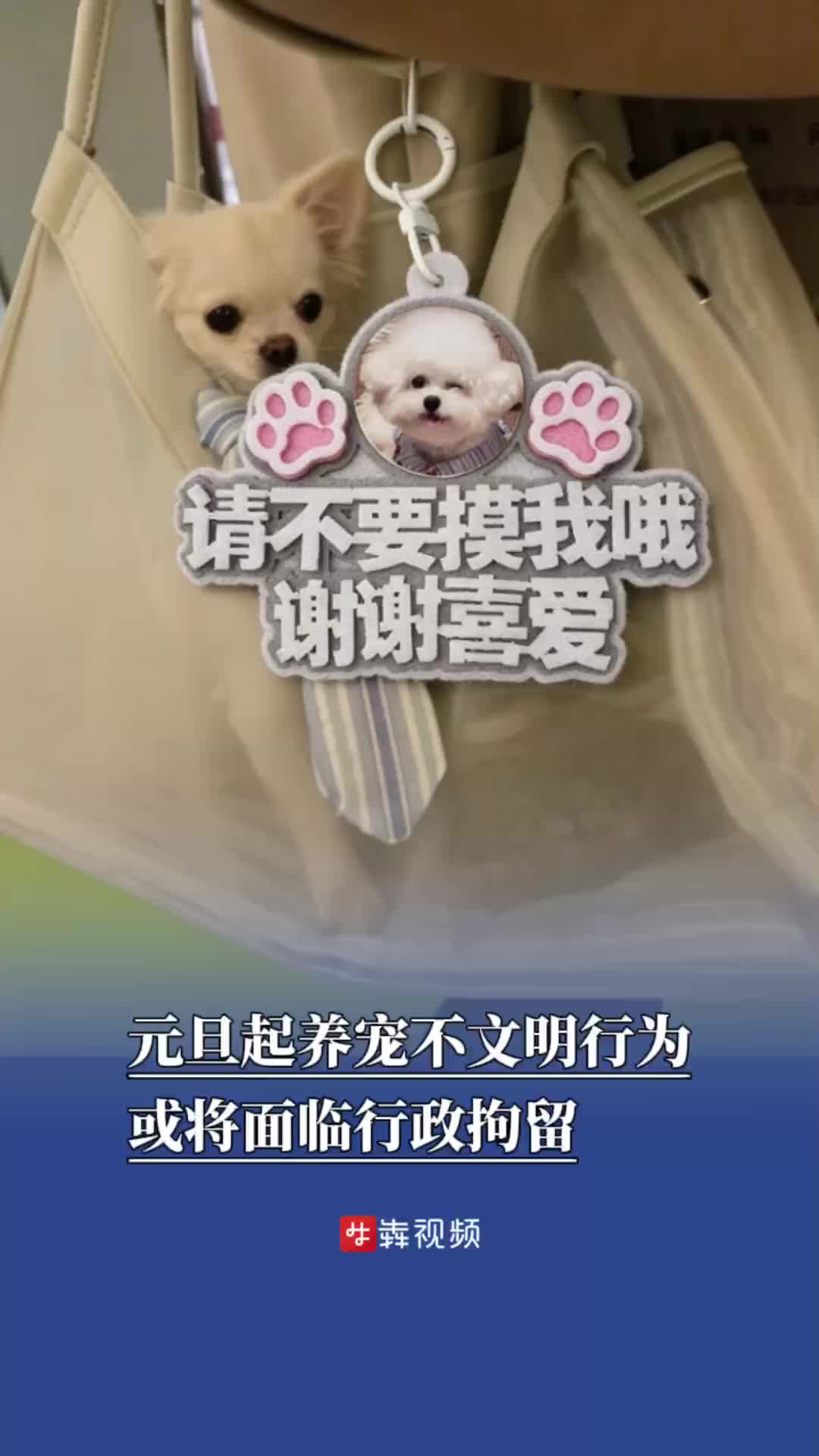 新规施行倒计时，长沙“铲屎官”请注意