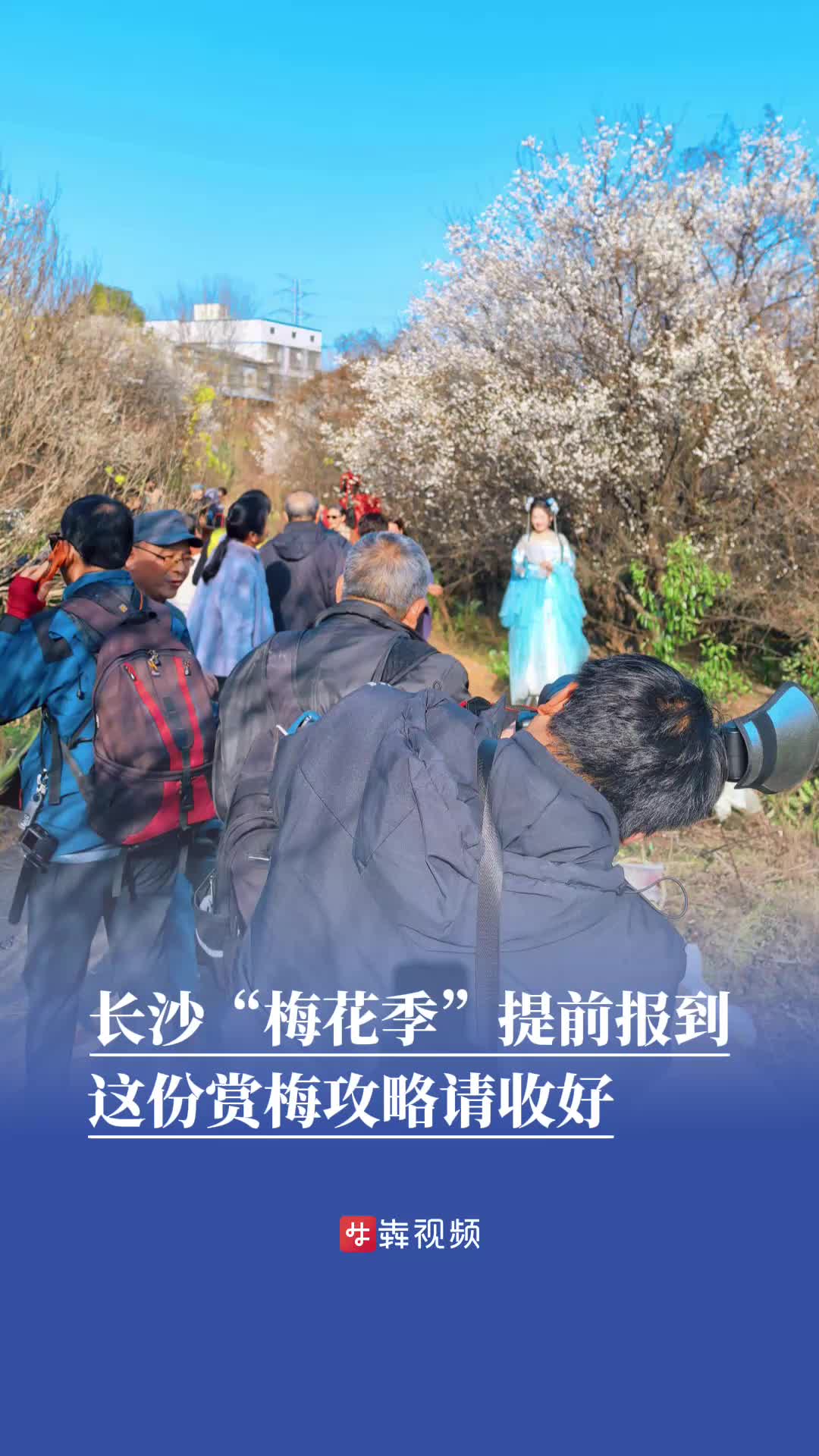 梅花开了!长沙“梅花季”提前报到