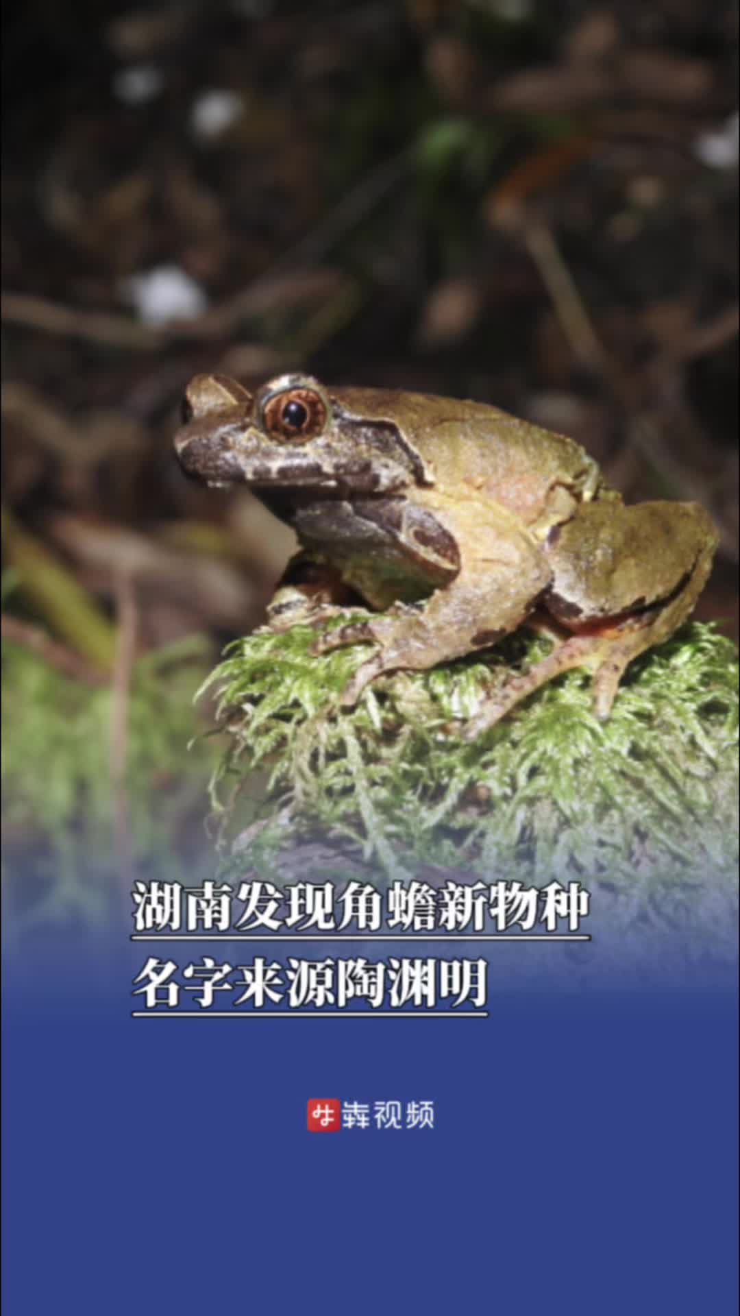 湖南发现角蟾新物种