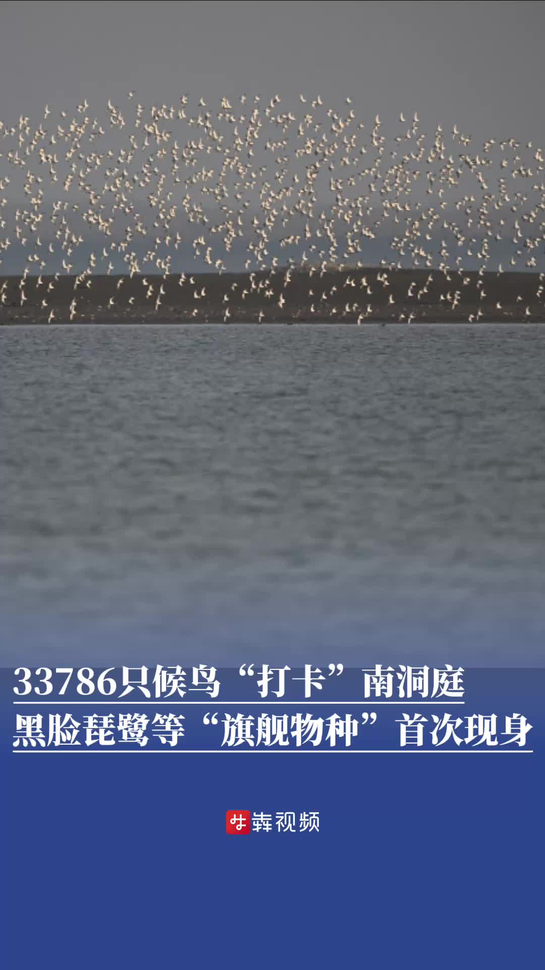 33786只候鸟“打卡”南洞庭