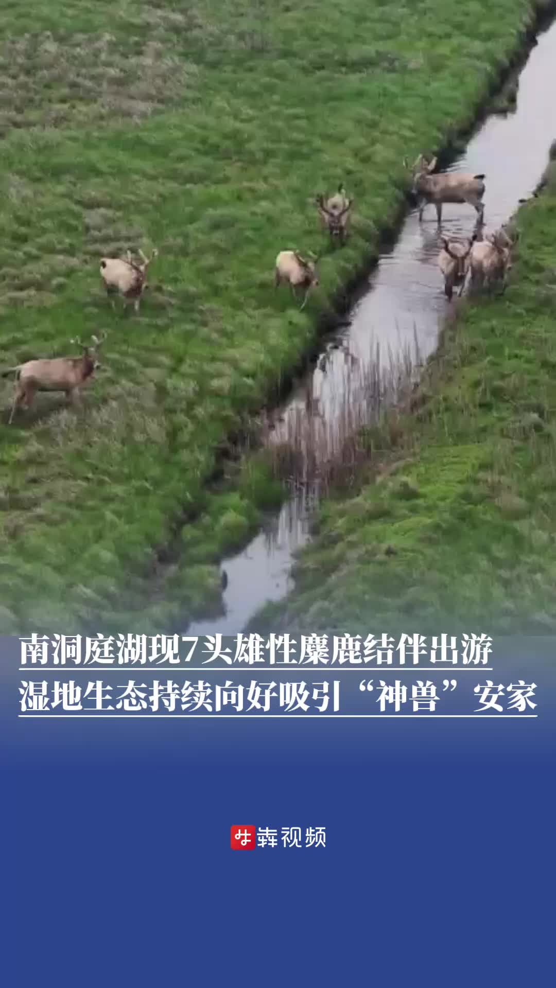 7頭雄性麋鹿結伴出游，南洞庭湖吸引“神獸”安家｜神奇生物在哪里