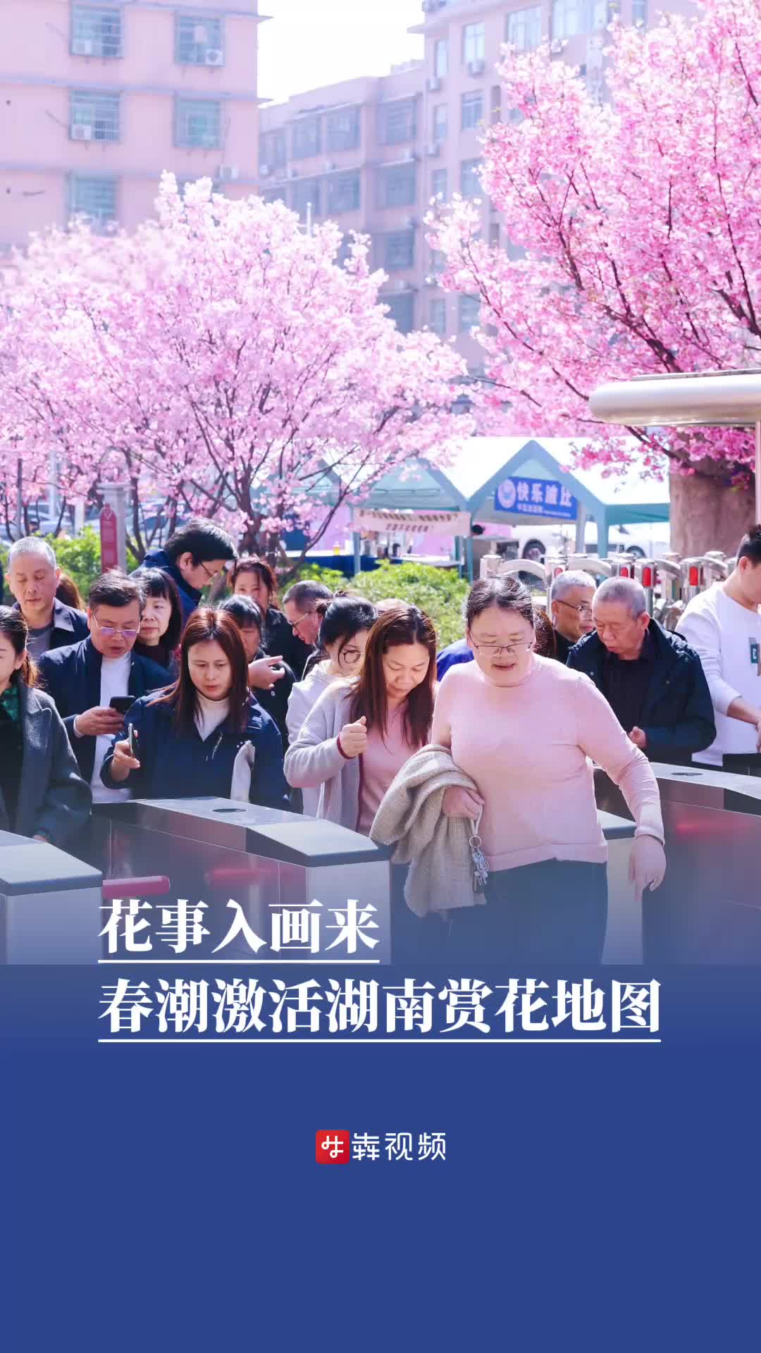 花事入画来!春潮激活湖南赏花地图