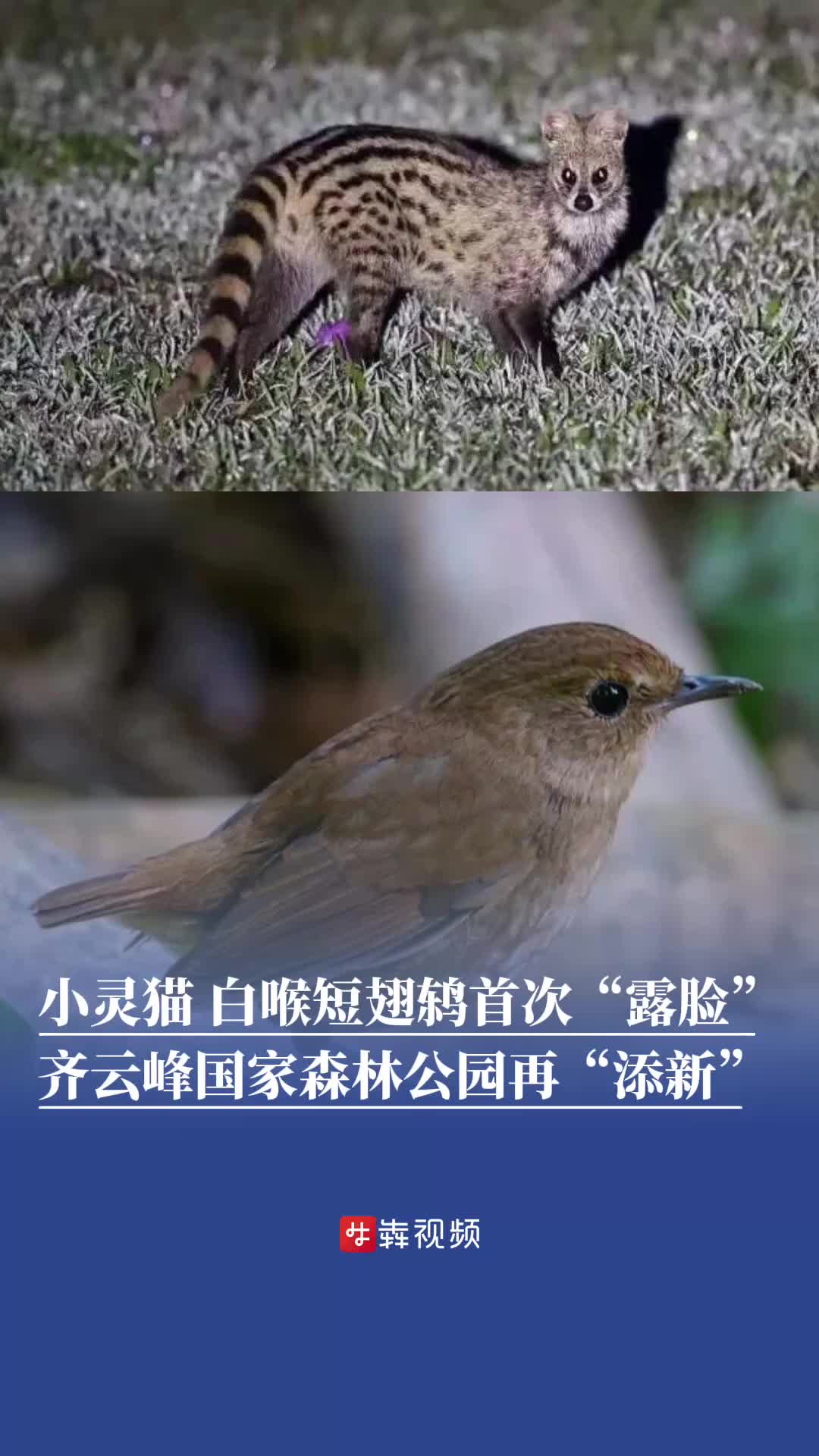 小灵猫、白喉短翅鸫首次“露脸”