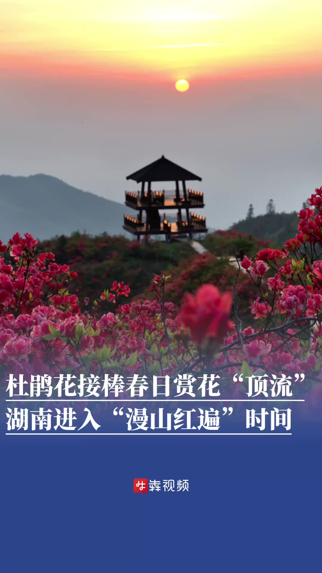 湖南进入“漫山红遍”时间