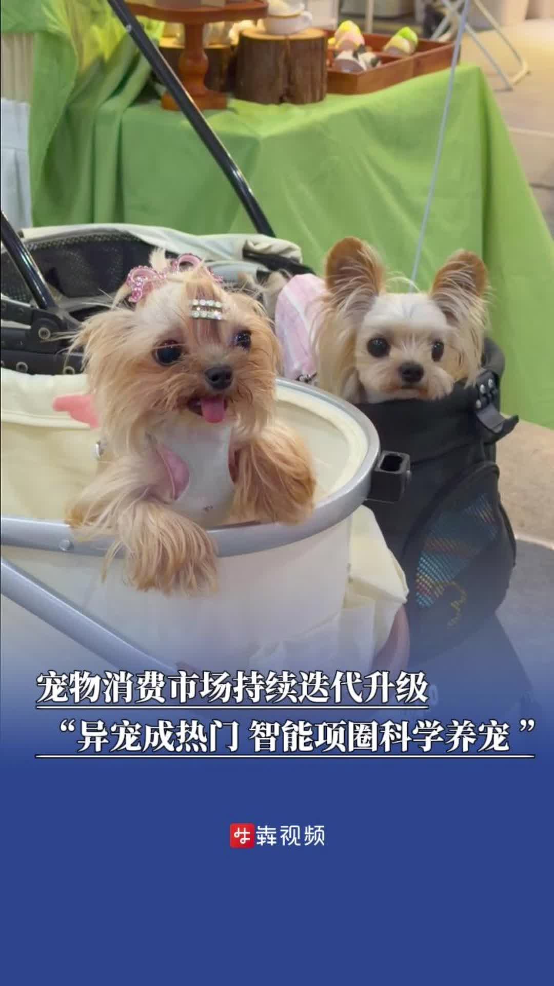 科学养宠成新风尚 宠物社交解锁新玩法｜消费新观察