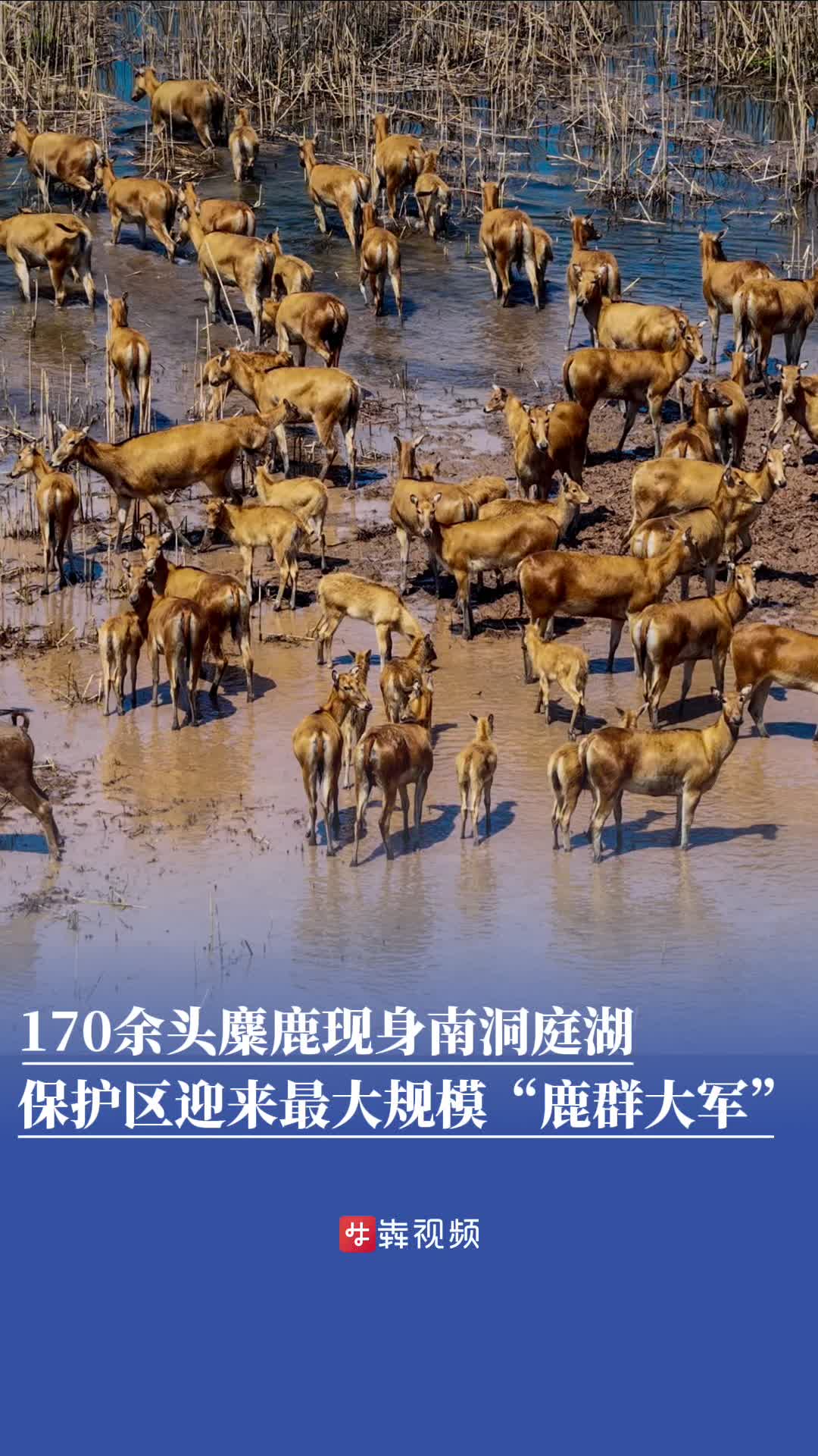 百鹿栖洞庭！超170头麋鹿现身南洞庭湖，种群数量创该区域历史新高-华声在线