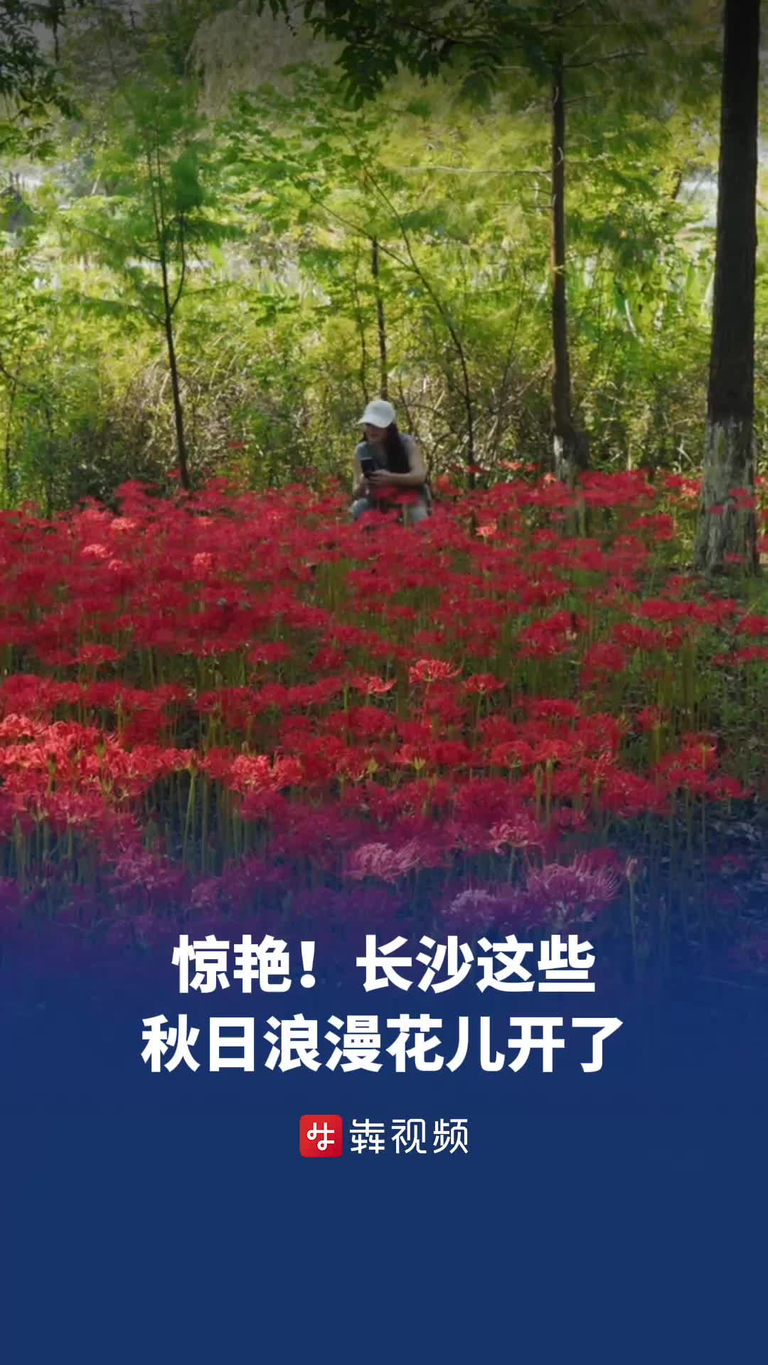 惊艳！长沙这些秋日浪漫花儿开了