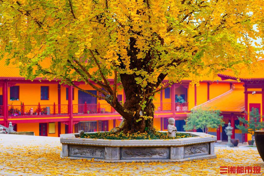 你好树先生丨古刹银杏一树一禅漫天金黄