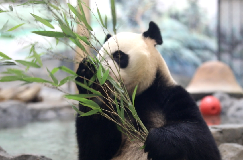 吹空调、泡水池……凤凰大熊猫开启“花式”避暑模式