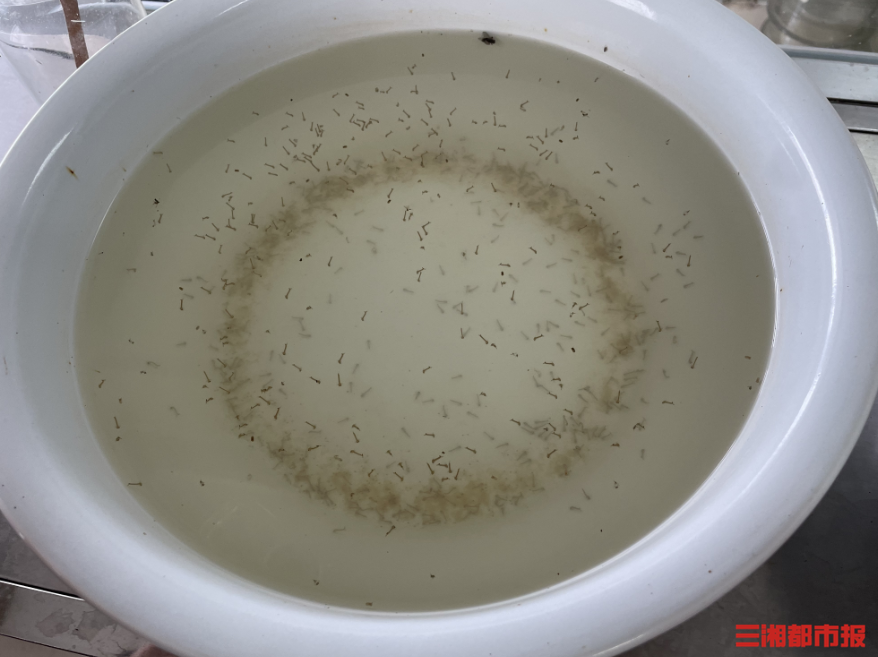 今年蚊子变少了? 湖南疾控专家：比去年还多，但热“懒”了