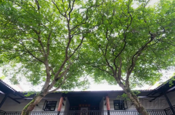 毛泽东与杨开慧共同种下的两棵桂花树隔空“比心”