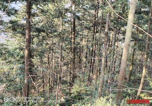 可持续经营，让“黑森林”焕发新生机！湖南9个国有林场纳入全国试点