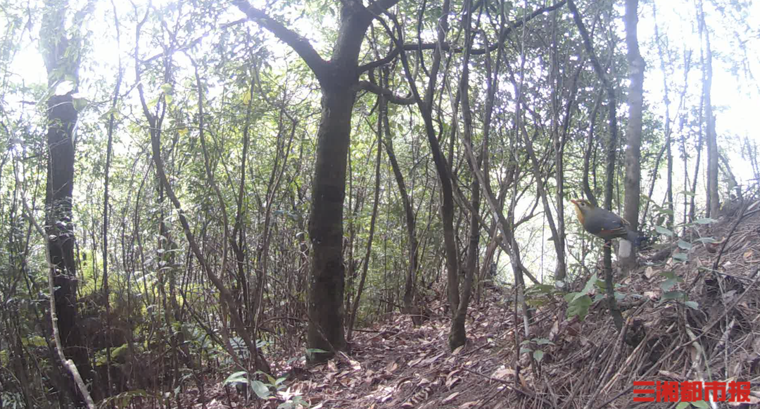 空靈婉轉的鳴叫聲不停在林間迴盪……近日,八面山國家級自然保護區