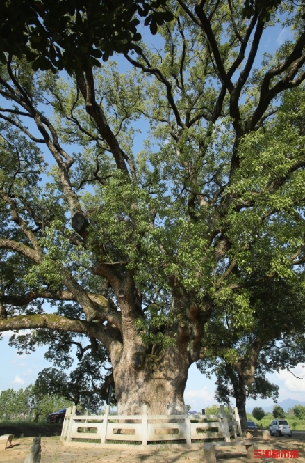 你好树先生丨湖南这棵2200岁古樟，或为国内已知最老樟树