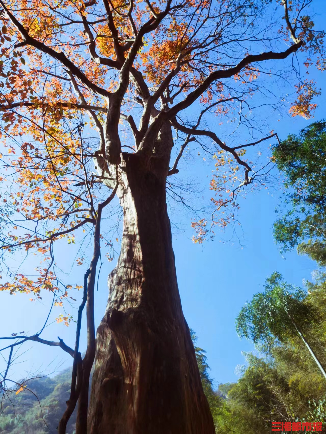 贵州马灵光树图片