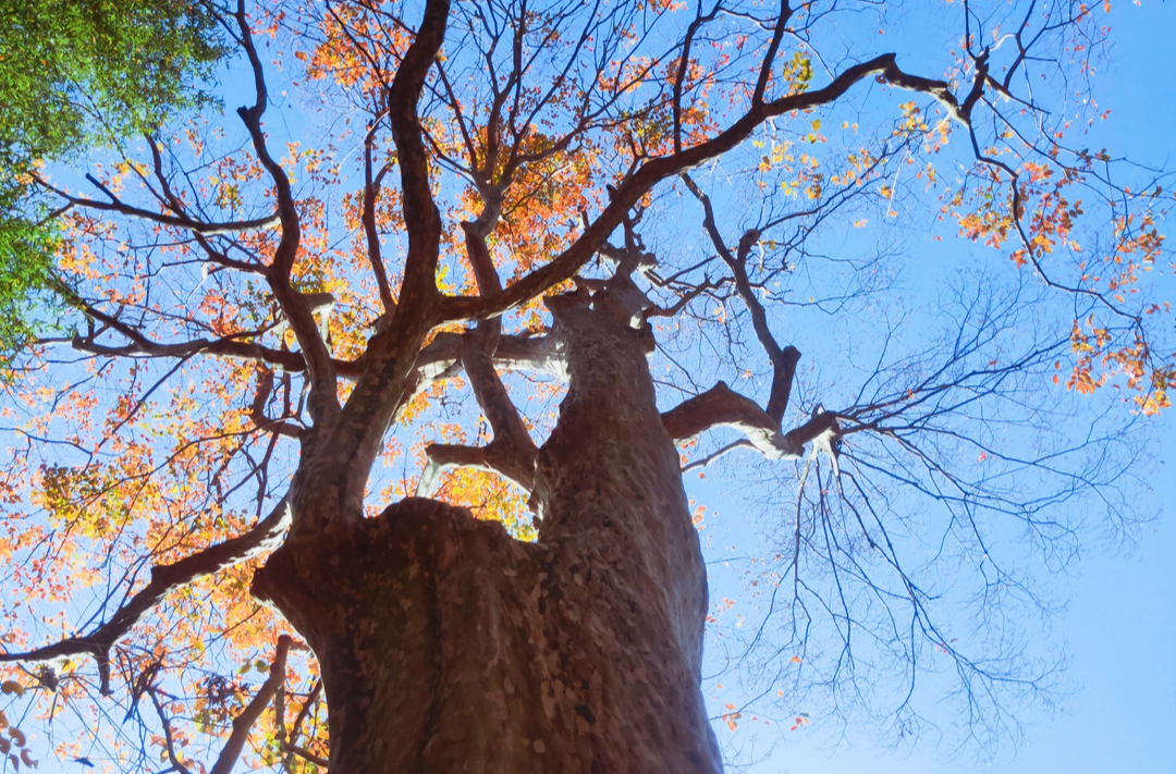 你好树先生丨罕见！慈利发现一棵1200年马灵光树