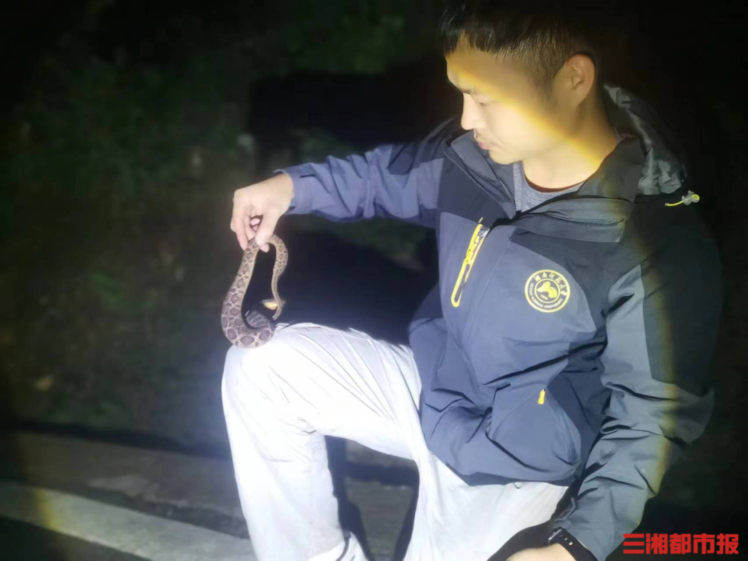 神奇的生物在哪里丨穿着毒蛇外衣的无毒蛇！湖南省蛇类新纪录：花坪白环蛇