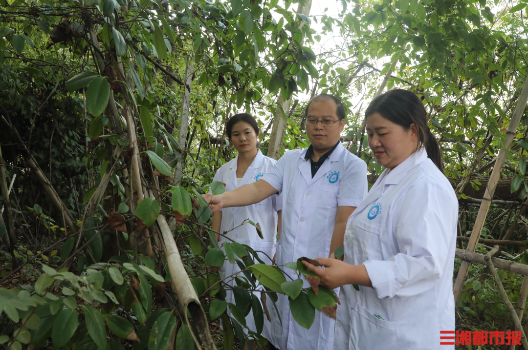 安博体育为“虎”添“翼”！湖南环境生物职院填补我国传统侗药航天育种空白(图3)