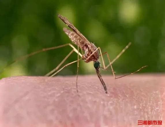 看见“越冬蚊”别犹豫，灭杀一只减少千只“蚊二代”