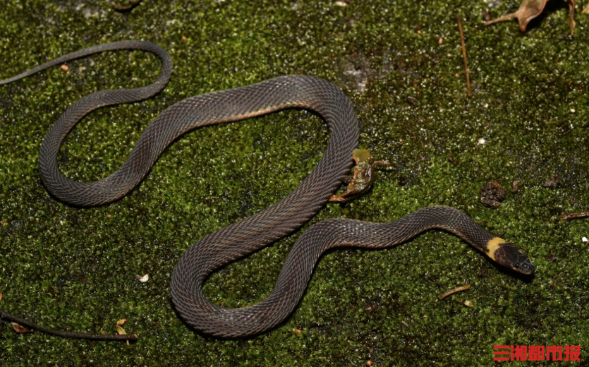 神奇生物在哪里｜身披彩甲的“隐士”！湖南发现蛇类新物种：南山脊蛇