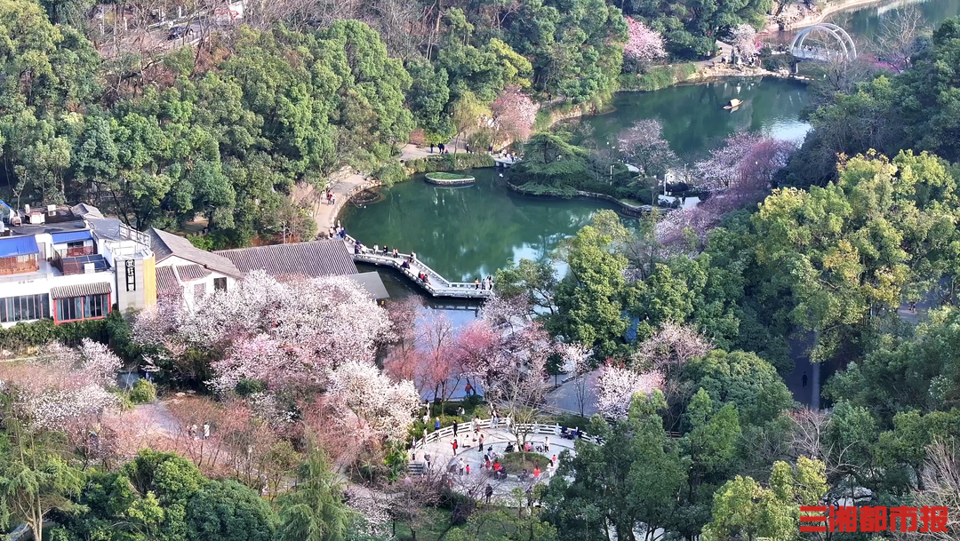 “赏花”热度上涨330% ，赴春日“繁花之约”可走这些自驾线路