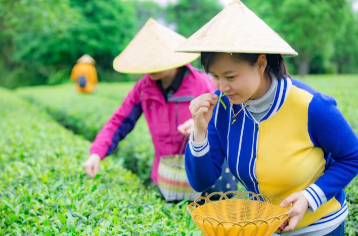 湘丰茶业“变形记”：从“三无”厂家到年产值近8亿元