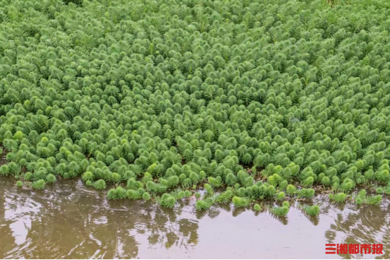 27个重点外来物种侵入林草湿地生态系统,你见过它们吗?